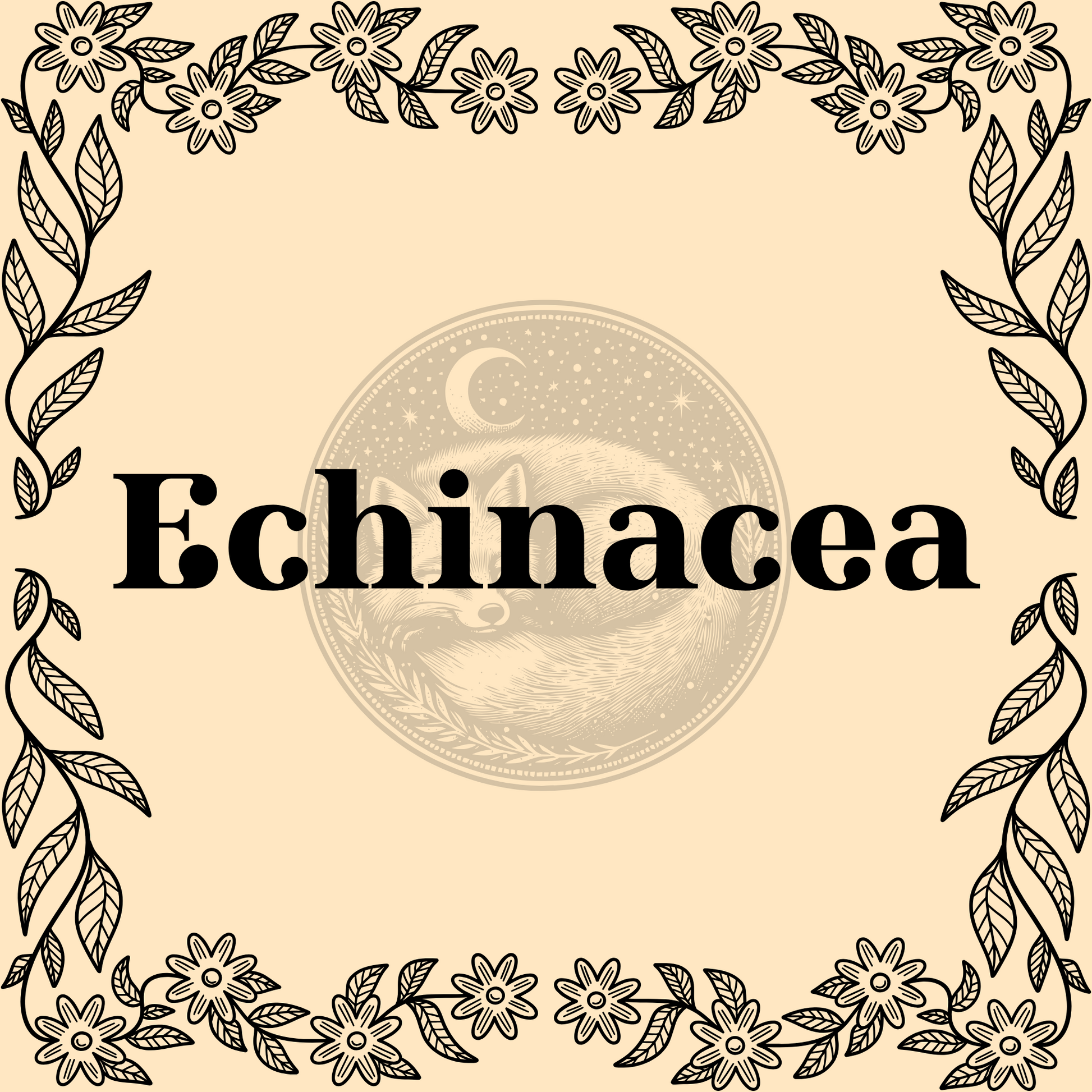Echinacea – Wildcrafted echinacea 1/2oz bag for immune support, teas, and protective spells