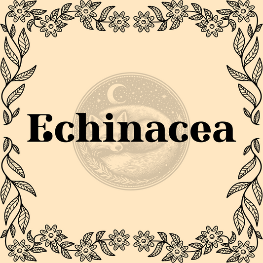 Echinacea – Wildcrafted echinacea 1/2oz bag for immune support, teas, and protective spells